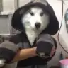 糊萝卜粥