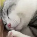 cc