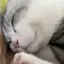 cc