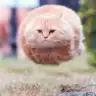 一坨飞奔的猫🐱