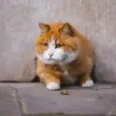 小凡同学
