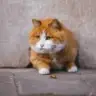 小凡同学