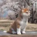 梁宾c