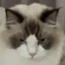 哒哒小Q