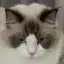 哒哒小Q
