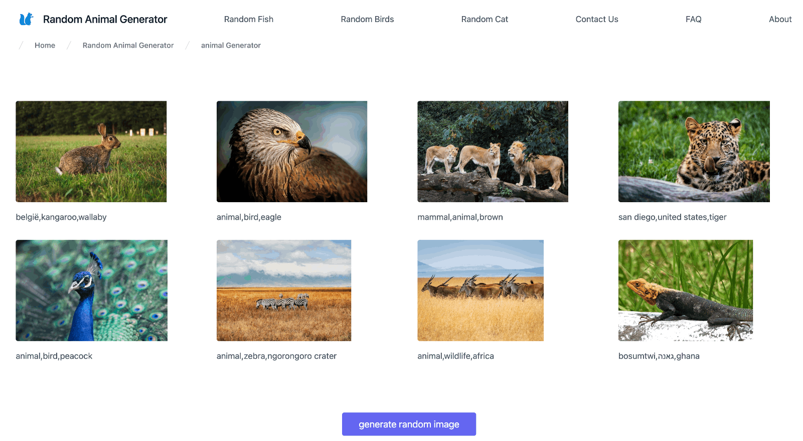 随机生成动物图片 Random Animal Generator